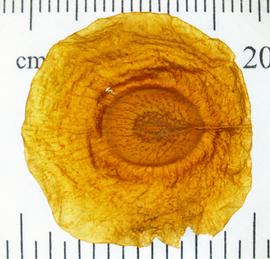   Seed:     Allamanda blanchetii ; Photo by N. Diaz, USDA APHIS PPQ, imageID.idtools.org
